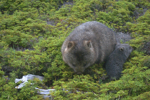 Wombats at Cradle Mountain