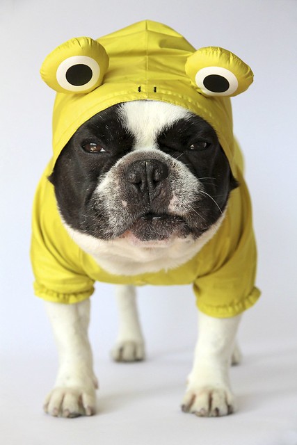 French Bulldog Chikuwa in his new frog raincoat