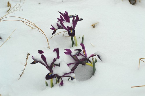Miniature wildflower iris