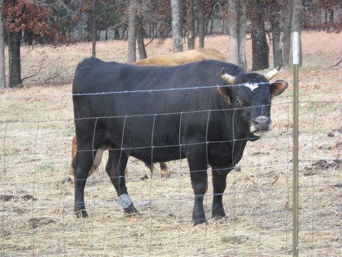 cattle jersey bulls