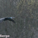 cormoran noir