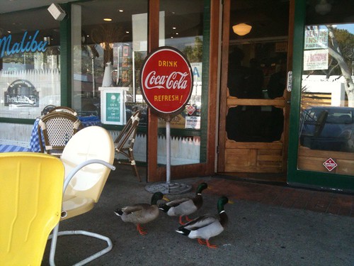 ducks at Malibu Kitchen