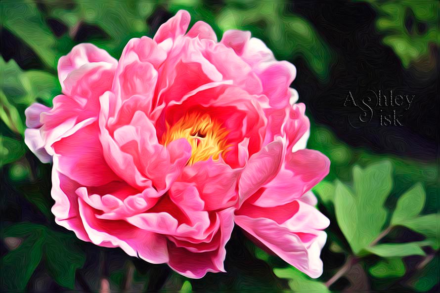 Pink Flower - Oil Painting RS