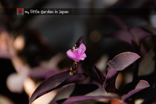 my-little-garden-in-japan-march-2011-3