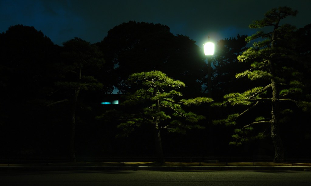 Pinus at Kokyogaien National Gardens