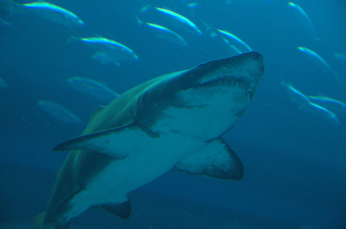 dubai mall aquarium shark. Dubai Mall Aquarium Shark