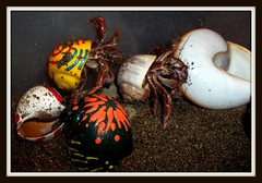Tara's Hermit Crabs (heathrm69) Tags: hermitcrabs picnik crabitat