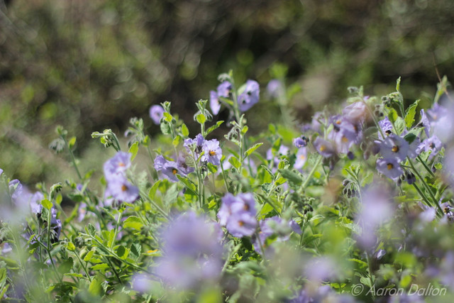 More Purple Hill Flowers