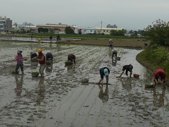 嘉義秀明自然農法-2011春耕。