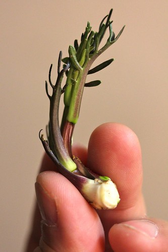 Horseradish Sprout
