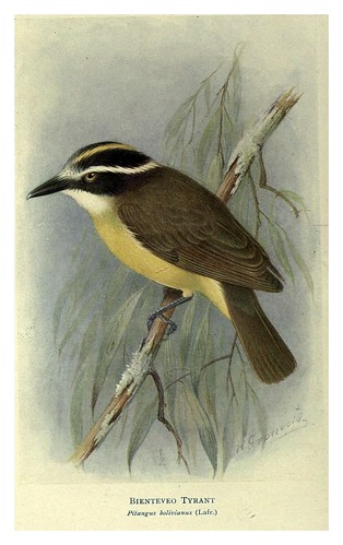 010-Tirano Bienteveo-Birds of La Plata 1920- William Henry Hudson 