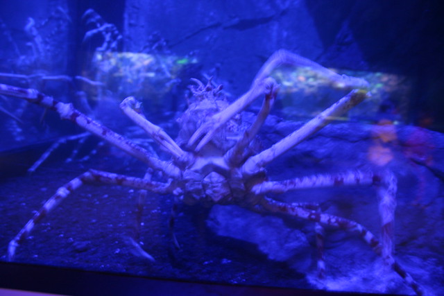 Newport Aqurarium:  Japanese crab