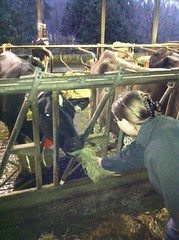 Me Feeding a Cow