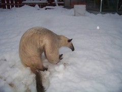 Anteater in the snow