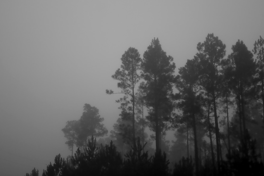 B&W 16/28:  Fog