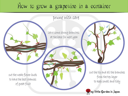How-to-grow-a-grapevine-in-a-container-6