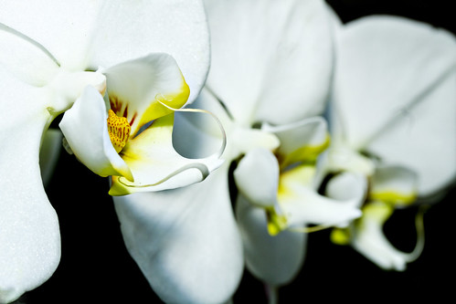 APC 2 - Orchids