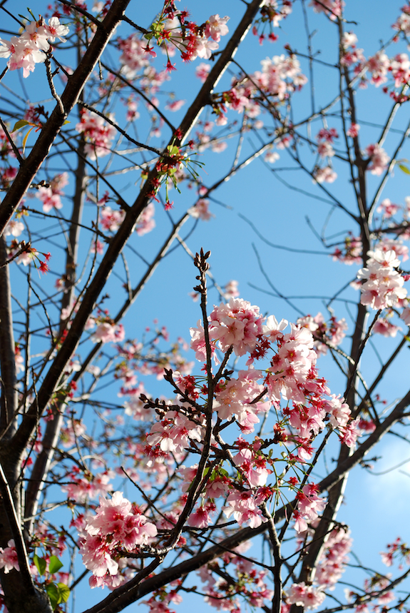 Cherry Blossoms <3