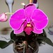 orquídea phalaenopsis