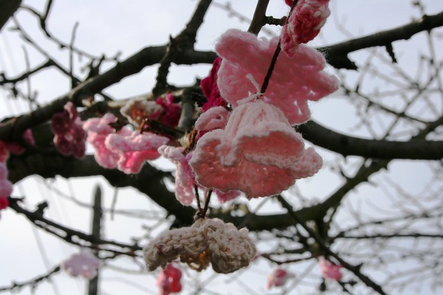 Yarn Bombing Japanese-Canadian Writer Joy Kogawa's Cherry Tree
