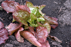 overwintered lettuce in cold frame 010