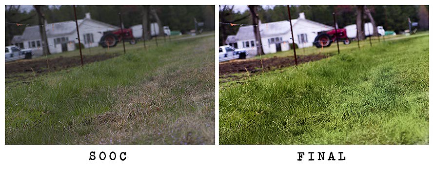 Green Grass Compare