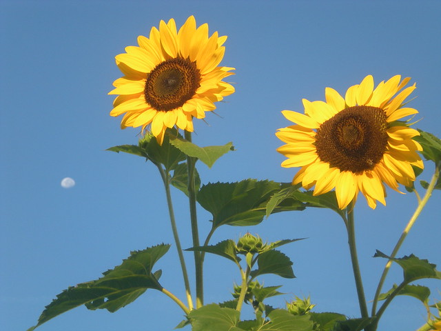 Sunflowers & Moon