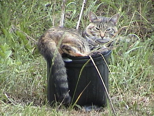 Catnip bucket