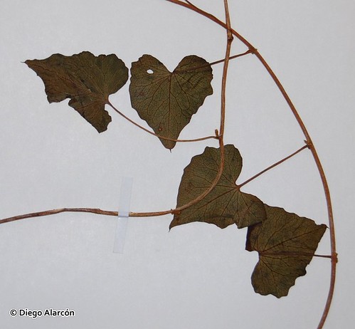 Detalle de las hojas de (<i>Calystegia tuguriorum</i>) de una muestra del Herbario de la Universidad de Concepcin.