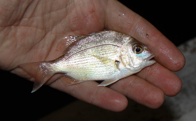 smallest baby pink snapper. Let it go to fight another day