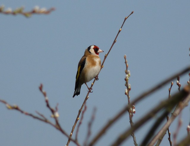 24057 - Goldfinch, Sandy Water Park, Llanelli