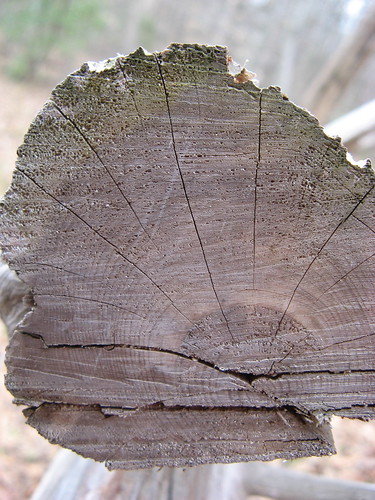 Tree rings in closeup