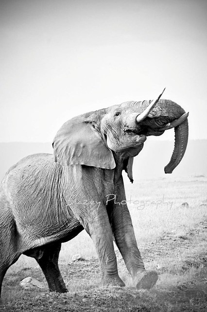 elephant ready to charge