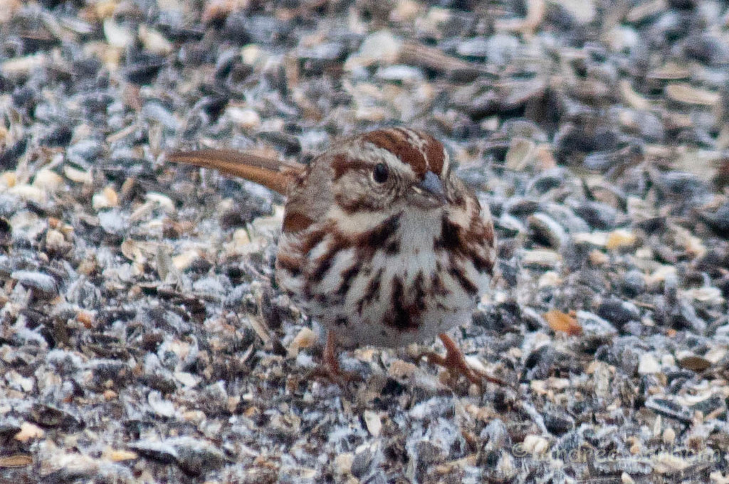First Song Sparrow of Spring (Melospiza melodia) (6 of 6).jpg