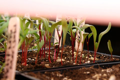 beet seedlings