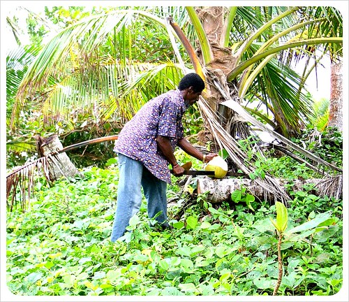 Frank cutting coconuts on Little Corn Island