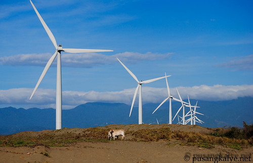 cows and bangui windmills