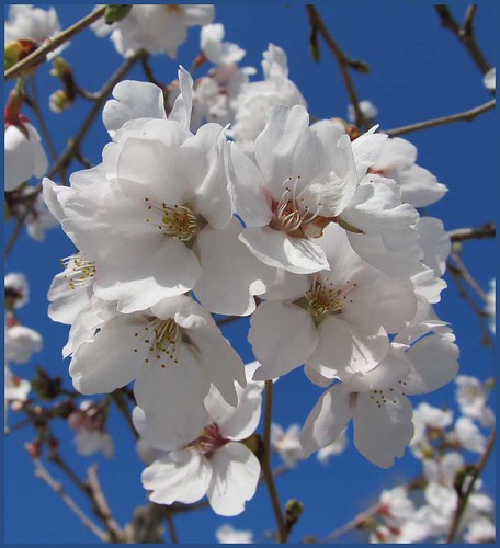 02 cherry blossoms sakura