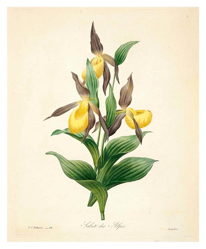 007-Pezuña de los Alpes-Choix des plus belles fleurs…1827- P.J.Redoute