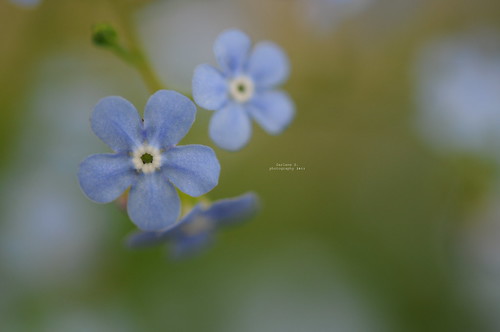 Tiny blue flowers :)