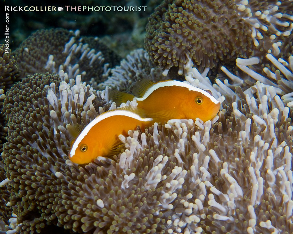 A pair of bright orange skunk anemonefish