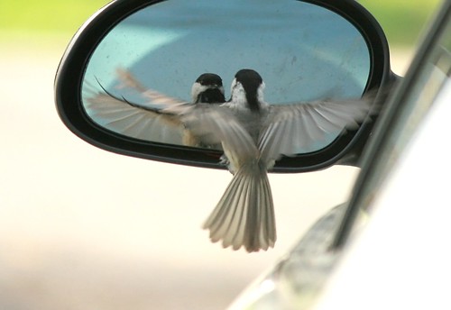 Carolina Chickadee loving his reflection