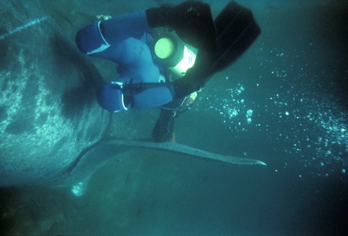 diver with basking shark fin