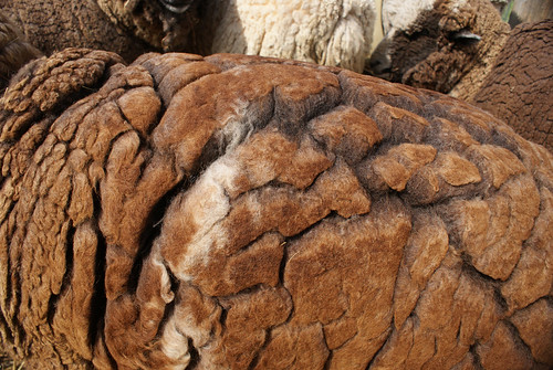 Shearing '11: Ronnie's fleece, Exhibit 1