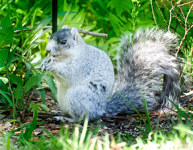 S. Carolina Fox Squirrel