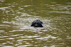Jess, our black labrador, swimming in the canal.