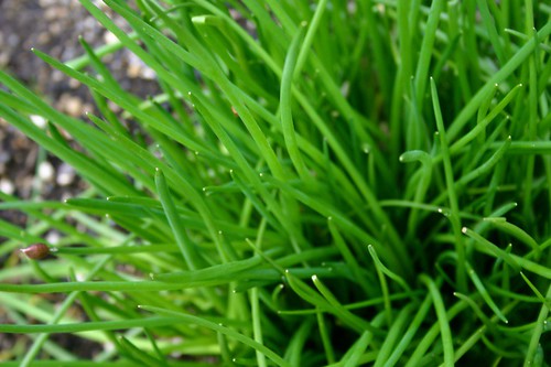 Hello chives. I knew you would visit again.