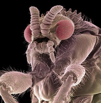 scanning-electron-micrograph-of-a-fly