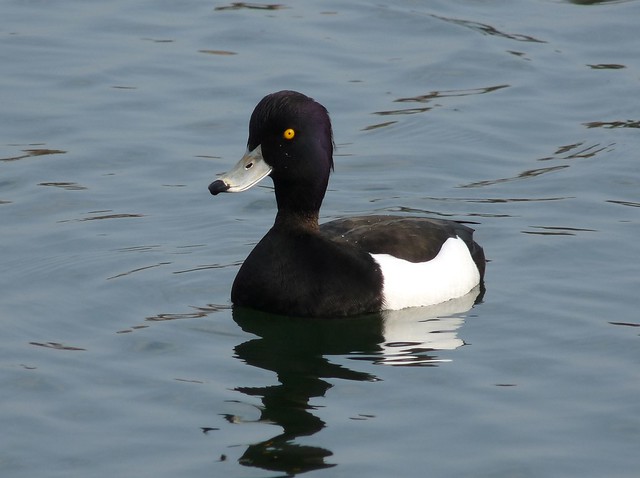 24053 - Tufted Duck, Sandy Water Park, Llanelli