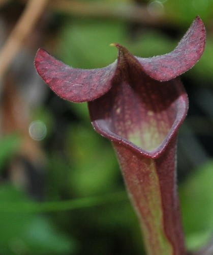Sarracenia 'Odyssey' x leucophylla